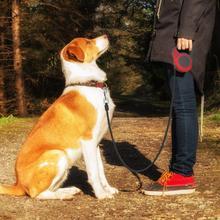Corde de traction télescopique automatique pour animaux de compagnie